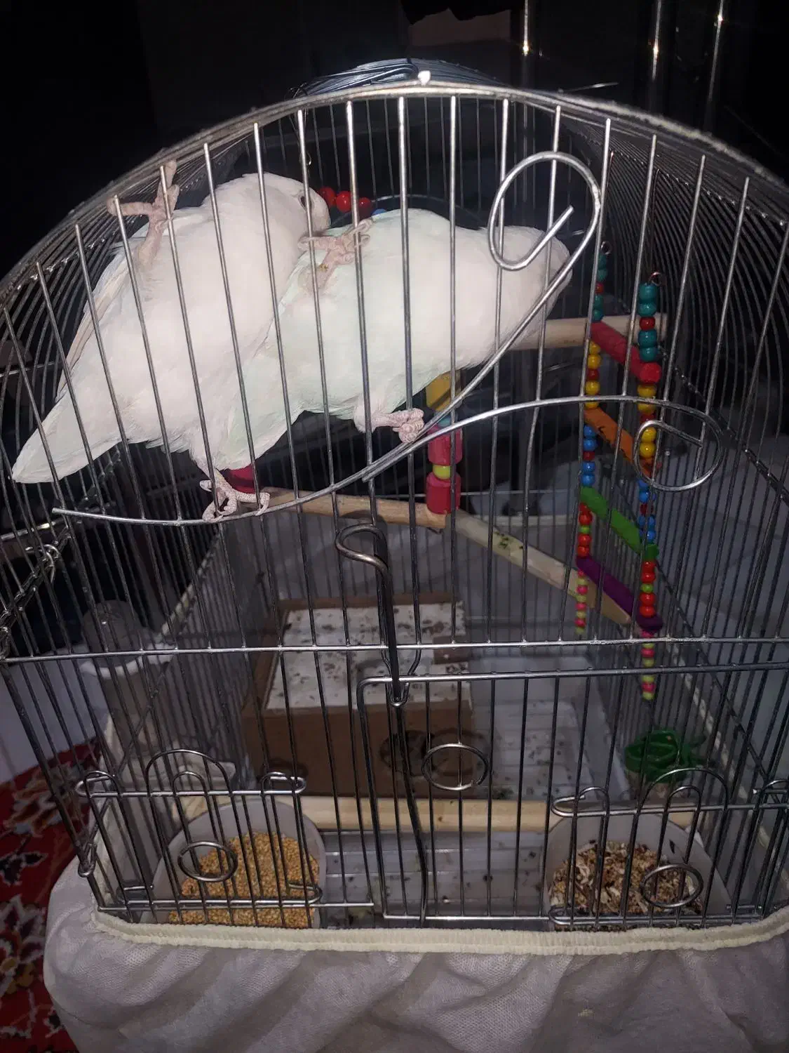 طوطی برزیلی نژاد مارال|پرنده|قروه, |دیوار