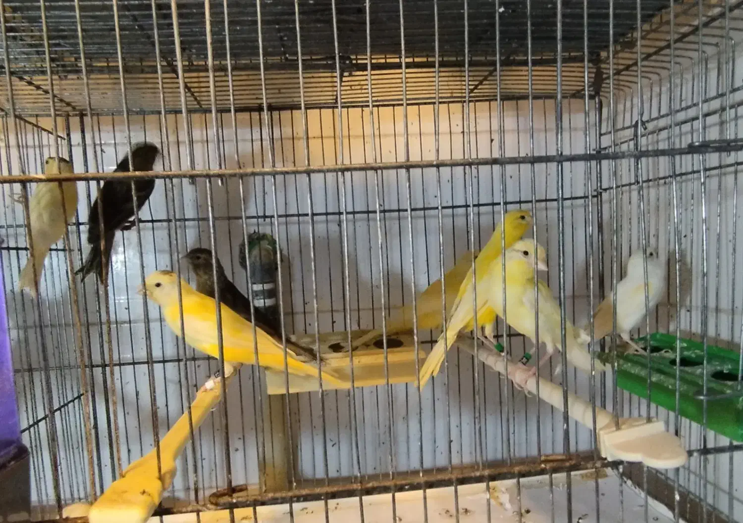 قناری|پرنده|کرج, چهارصد دستگاه|دیوار