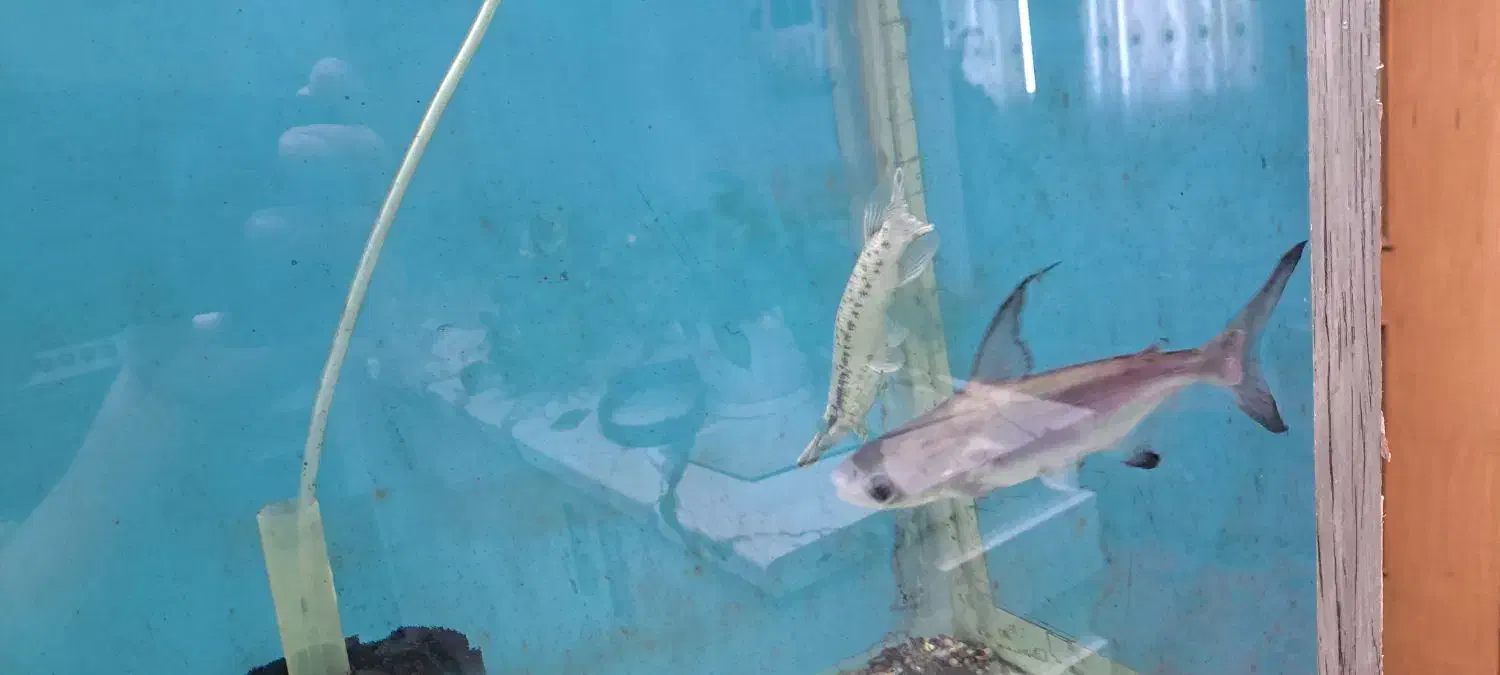 ماهی اسکار ردسورم دالر فوکوس شکاری|ماهی|فلاورجان, |دیوار