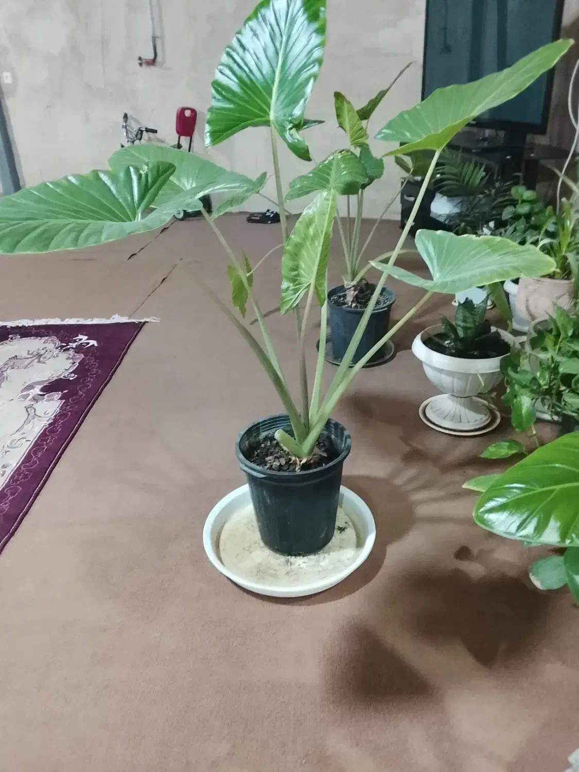 گل بابا آدم|گل و گیاه طبیعی|کنگاور, |دیوار