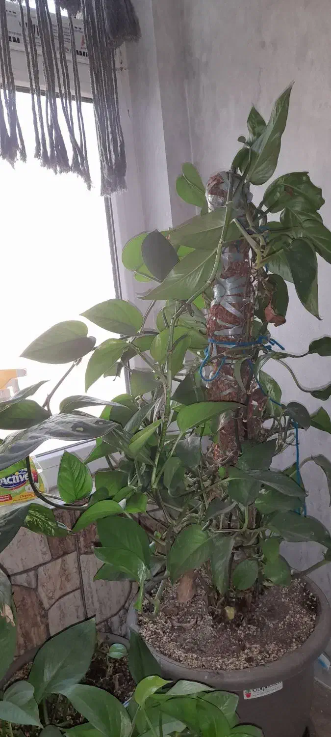 گل و گیاه|گل و گیاه طبیعی|تهران, خاک سفید|دیوار