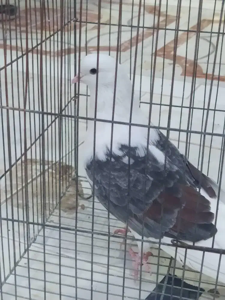 فروش یک جفت کبوتر دوکت|پرنده|پارسیان, |دیوار