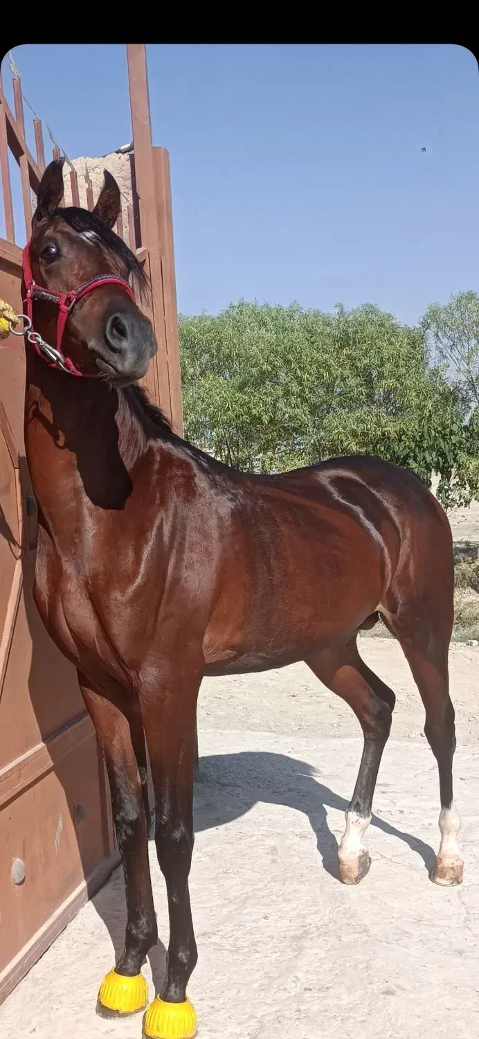 اسب درجه یک|اسب و تجهیزات اسبسواری|تهران, جوادیه|دیوار