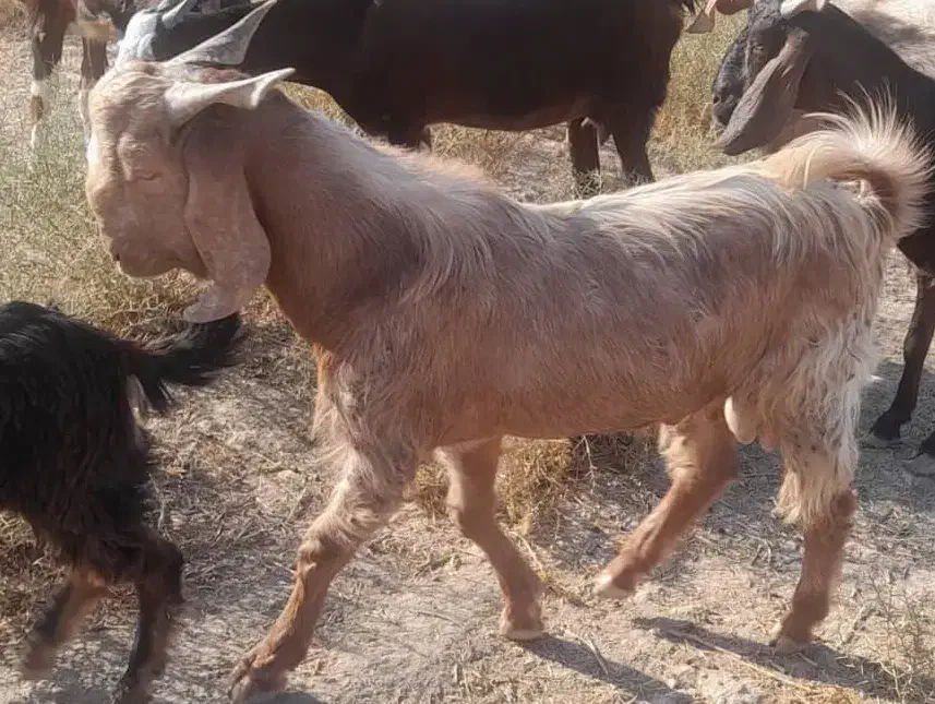 چپش چاق سرحال.|حیوانات مزرعه|جیرفت, |دیوار