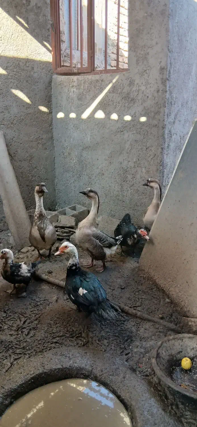 قوغاز|حیوانات مزرعه|کرباسک, |دیوار