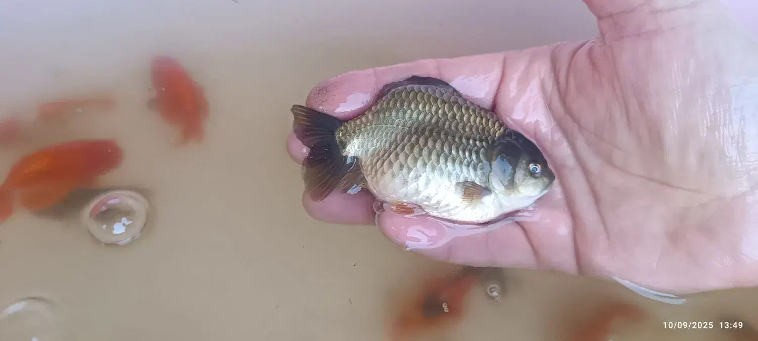 گلد فیش سایز|ماهی|ارومیه, |دیوار