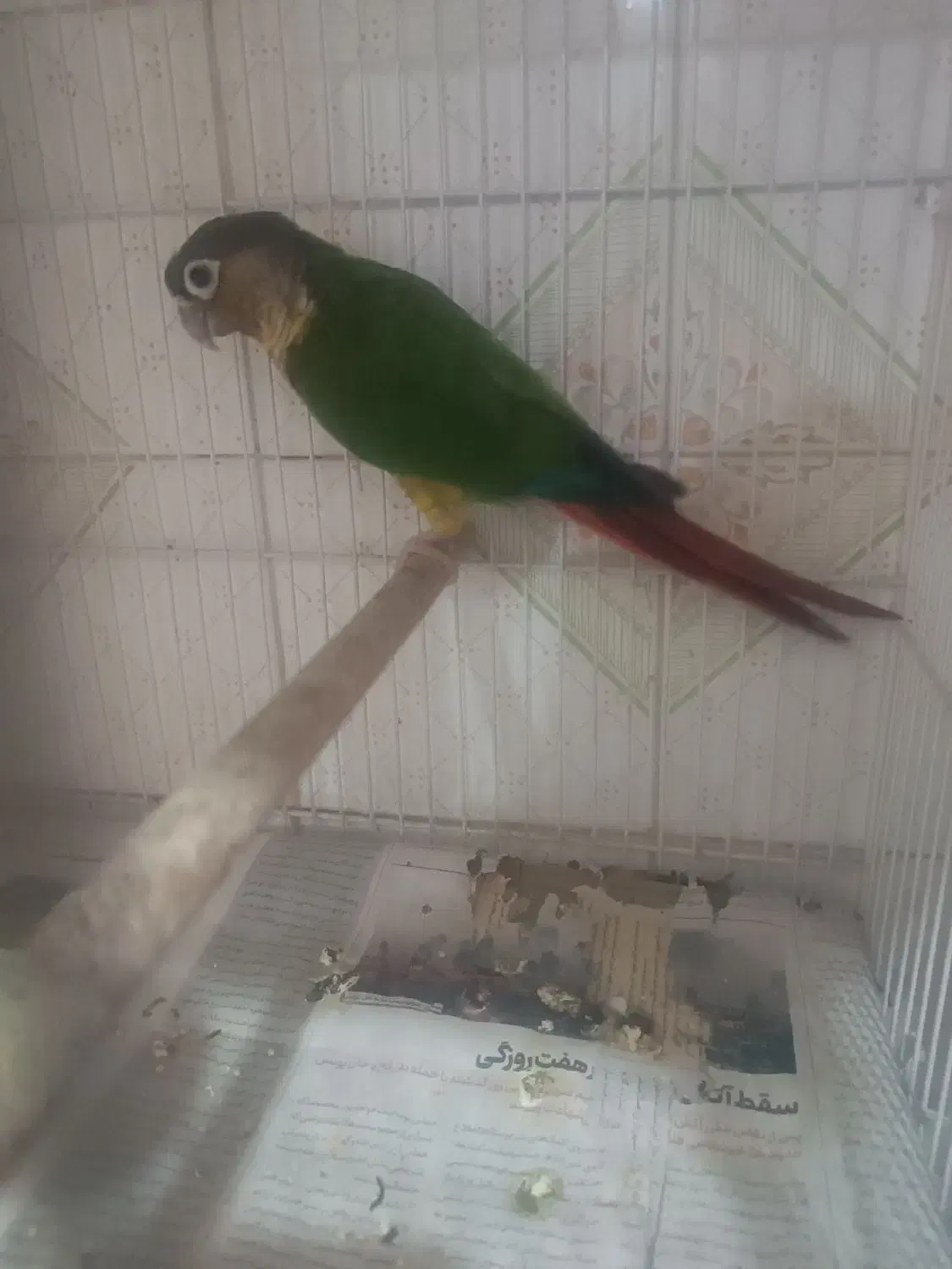 گرینچک نر|پرنده|مشهد, شهید قربانی|دیوار