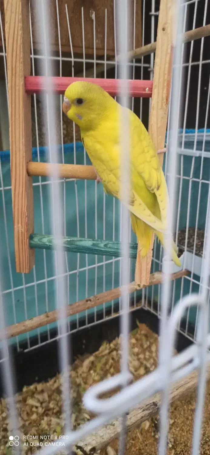 مر غ عشـق|پرنده|چابهار, |دیوار