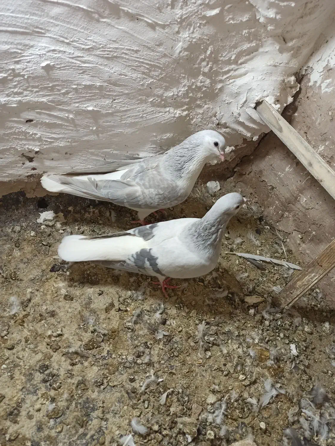 جفت عمری|پرنده|سبزوار, شهرک جهاد|دیوار