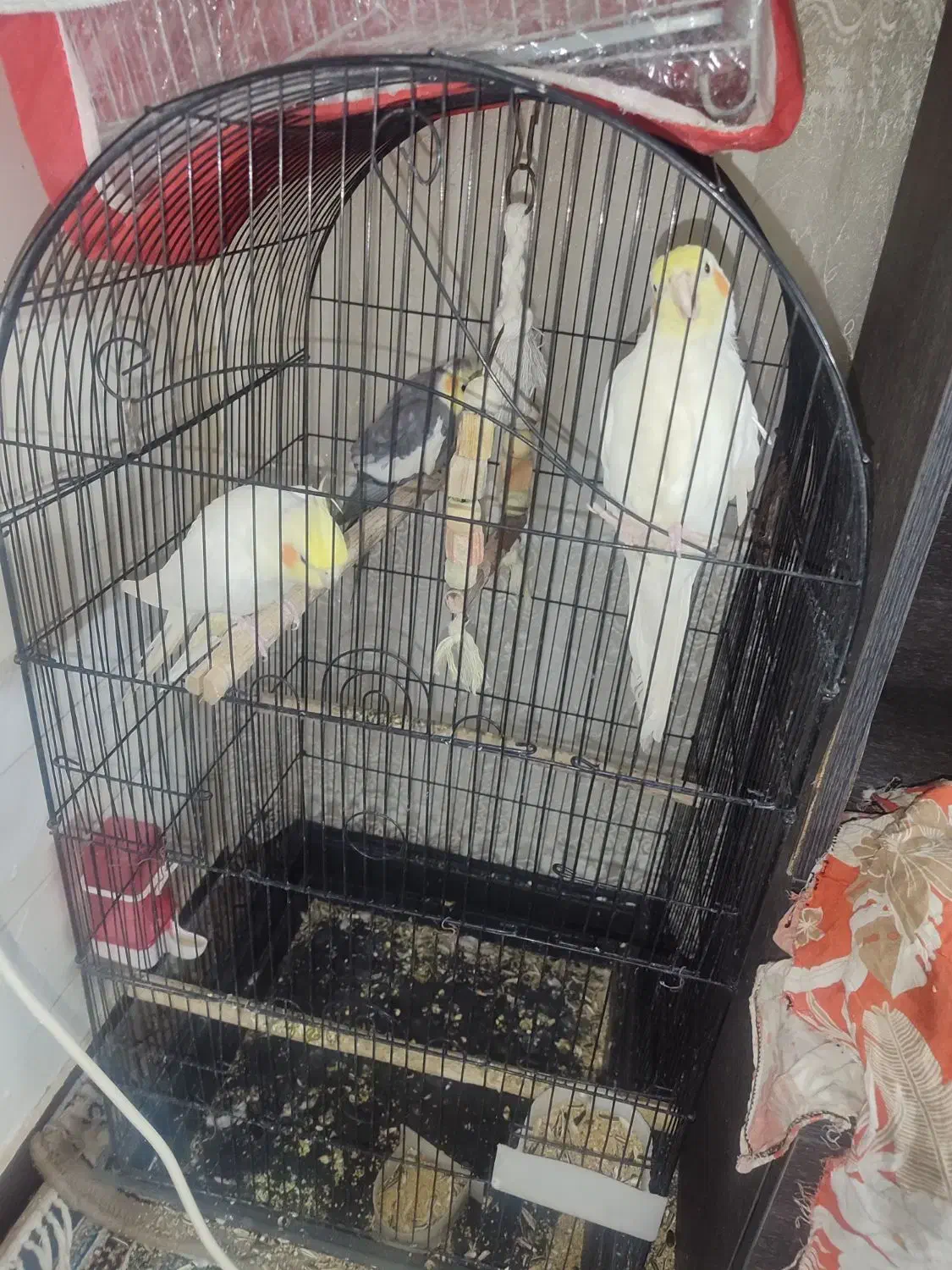 عروس هلندی سخن گو|پرنده|قم, نخودی|دیوار