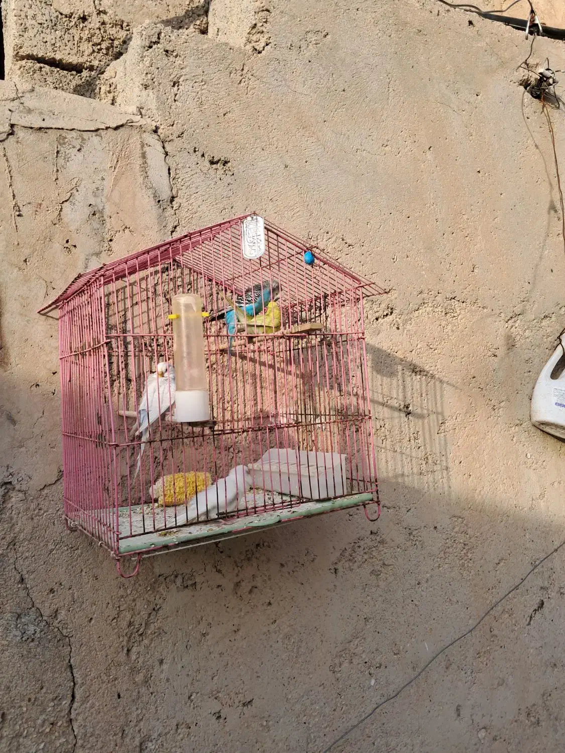 مرغ عشق|پرنده|بندر ماهشهر, |دیوار