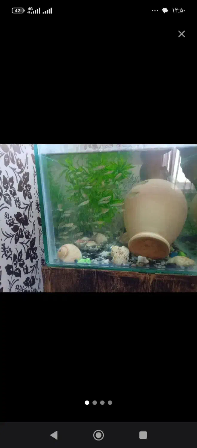 گوپی مولد|ماهی|اردبیل, |دیوار