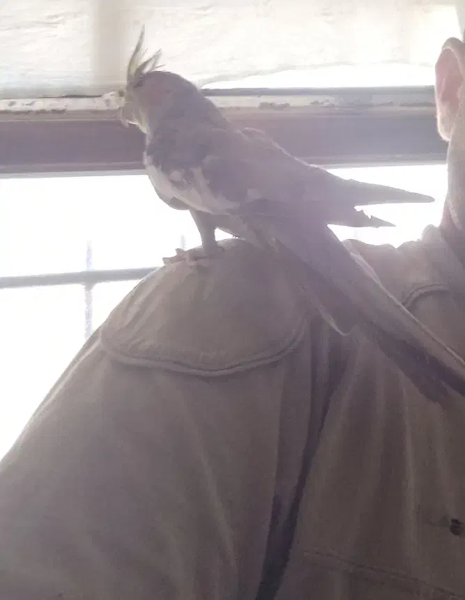 سلام معاوضه عروس هلندی ۱۱ماهه سخنگو نیم اهلی|پرنده|بوکان, |دیوار