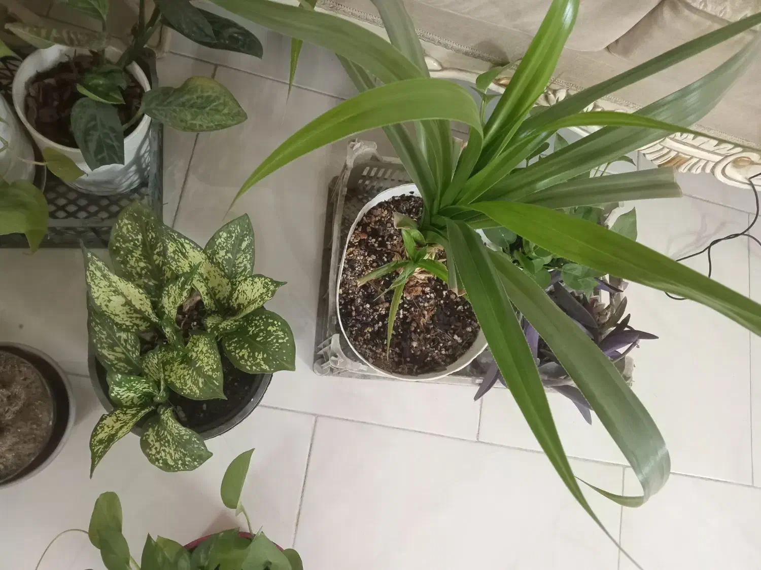 گل اپارتمانی|گل و گیاه طبیعی|مشهد, امیریه|دیوار