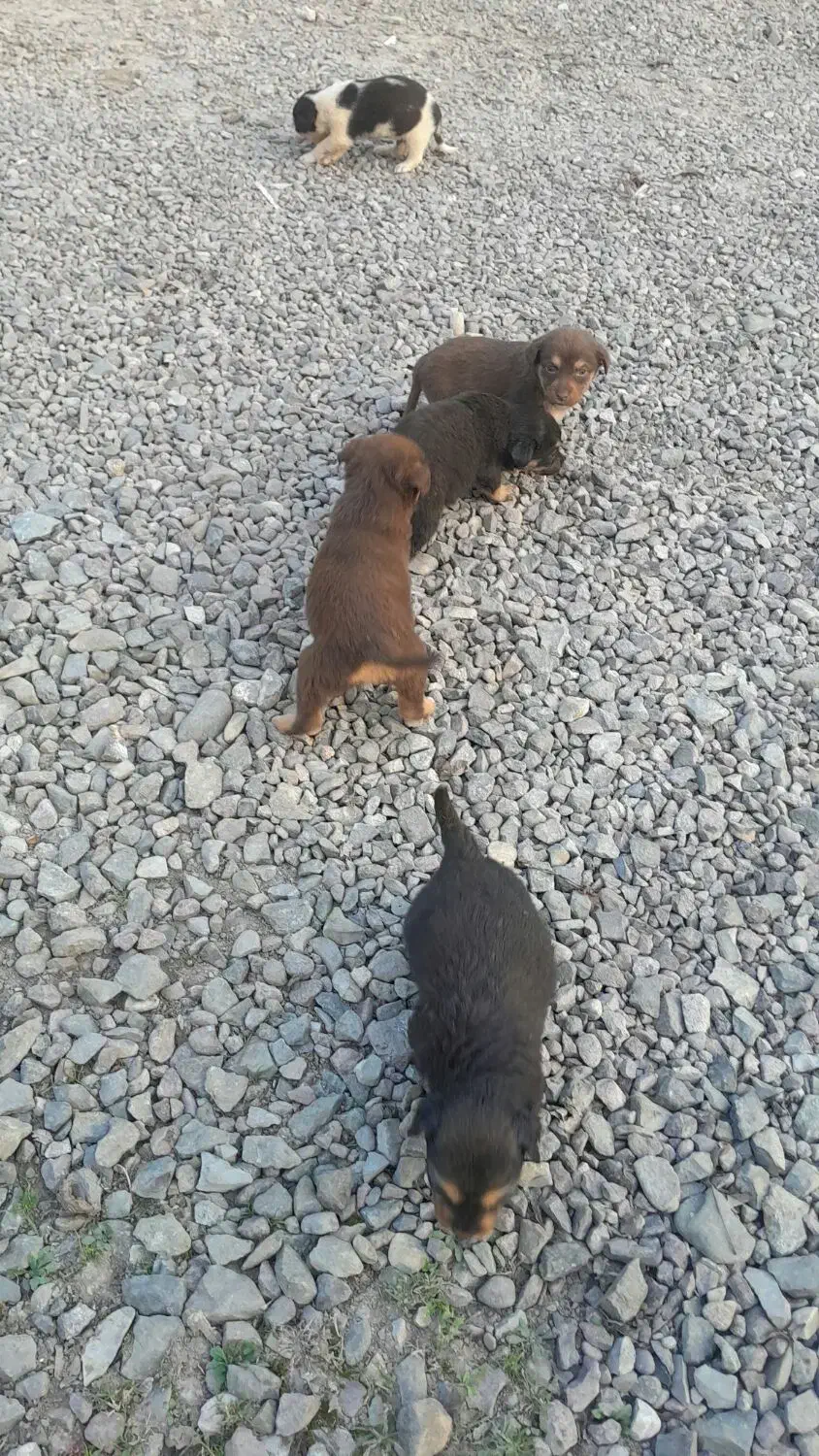 سگ پاه کوتاه|سگ|لاهیجان, بازکیاگوراب|دیوار