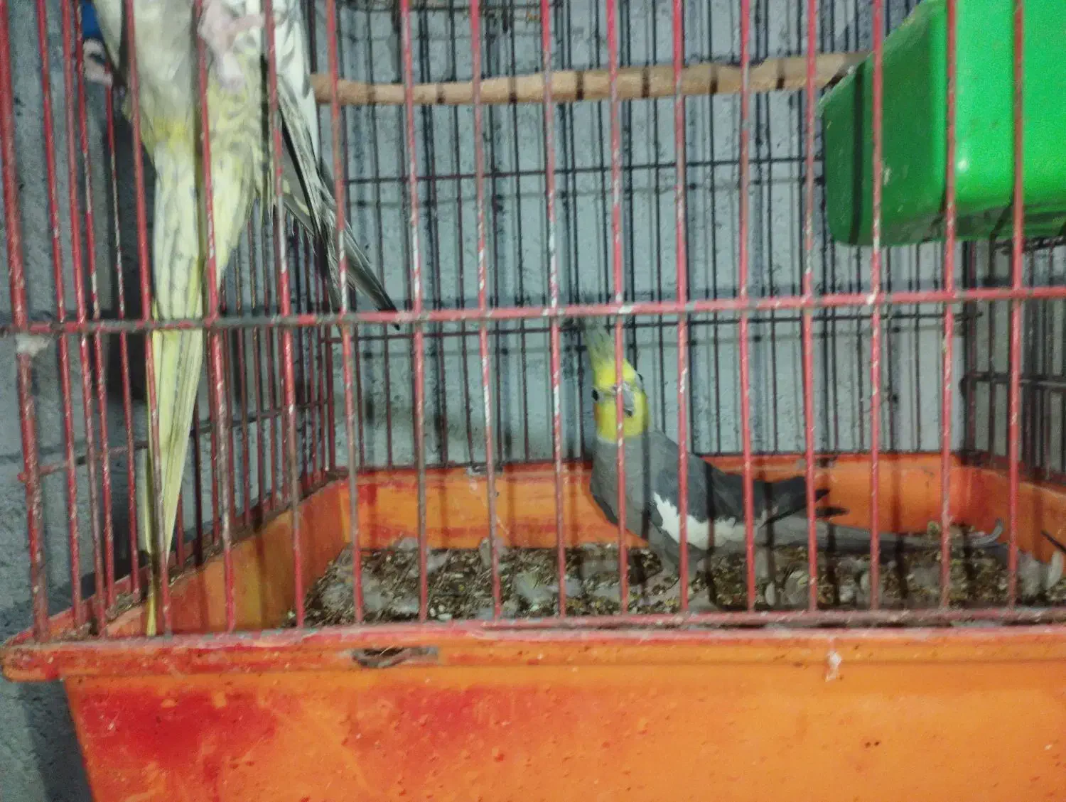 عروس هلندی|پرنده|میناب, |دیوار