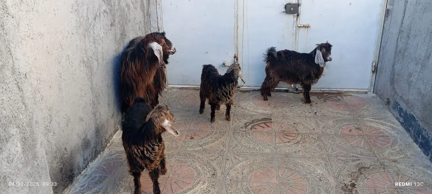 یک عدد بز و 3بزغاله ماده 3قلو زا|حیوانات مزرعه|روانسر, |دیوار