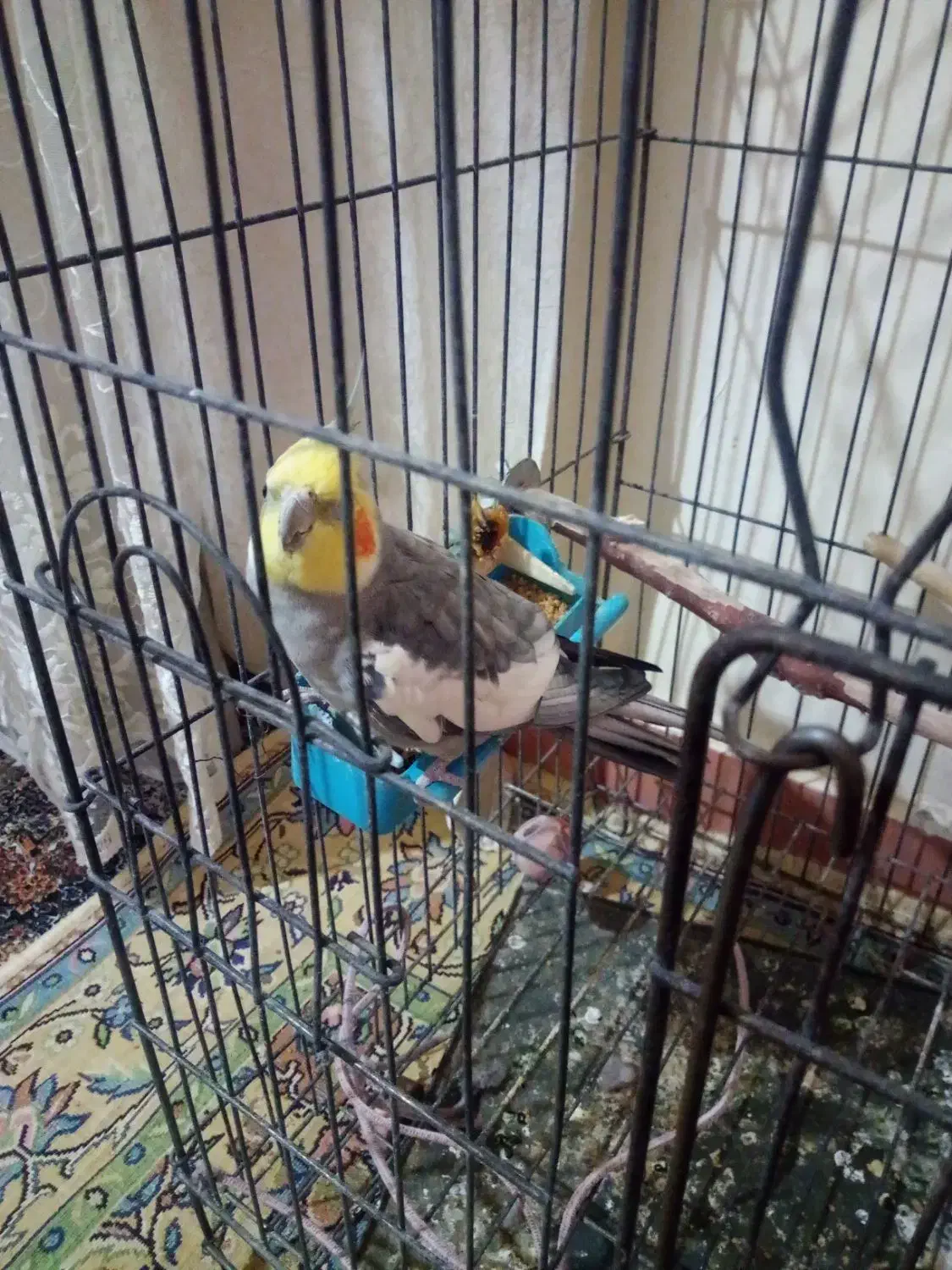 فروش عروس هلندی|پرنده|اهواز, معین زاده|دیوار