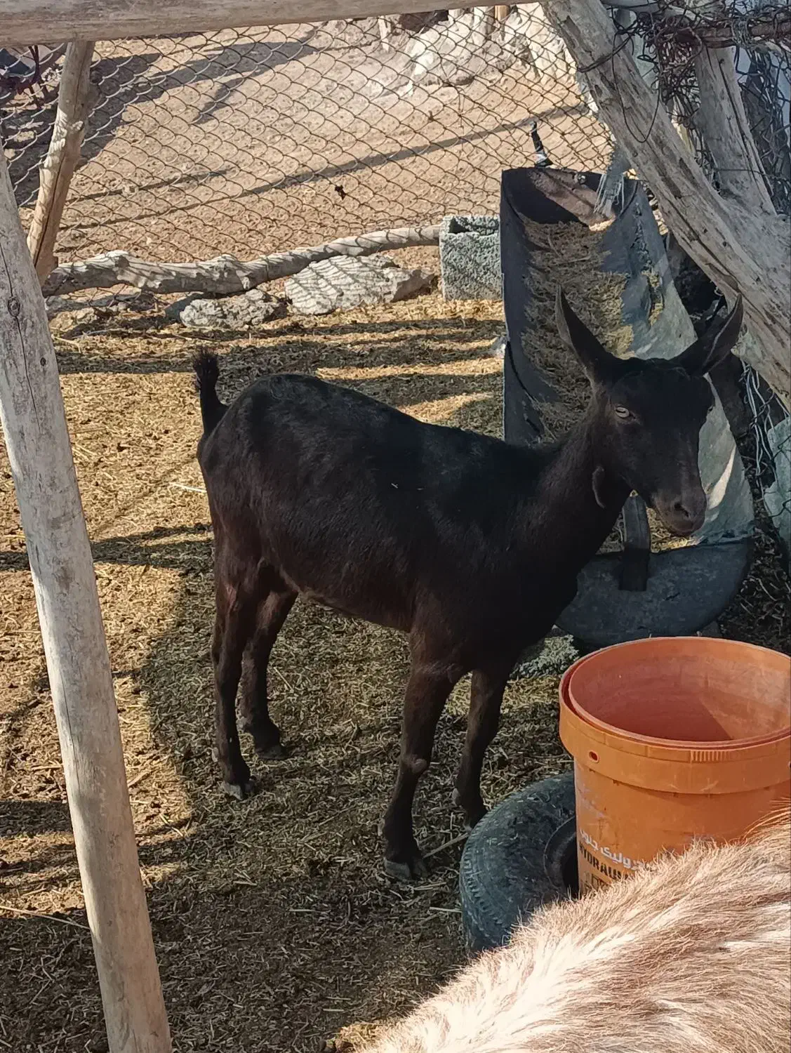 بز مورسیا|حیوانات مزرعه|جیرفت, |دیوار