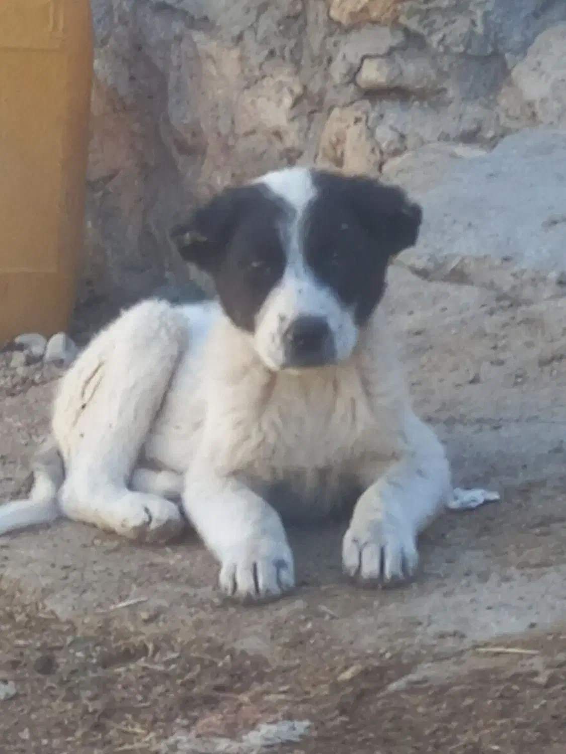 توله سک|سگ|کوهرنگ, |دیوار