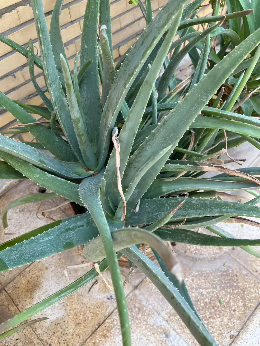 گلدان آلوورا|گل و گیاه طبیعی|بندر ماهشهر, |دیوار