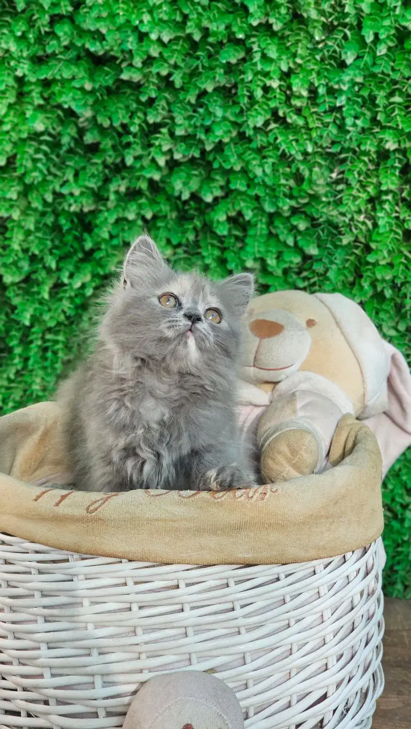 توله پرشین کت عروسکی|گربه|اراک, |دیوار