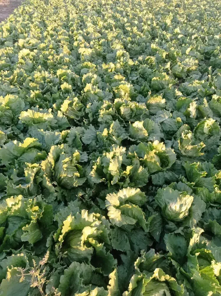 اجاره زمین کشاورزی ۵ هکتاری با ۱/۳ هکتار گلخانه|اجارهٔ دفتر صنعتی، کشاورزی، تجاری|نظرآباد, شهرک صنعتی سپهر|دیوار