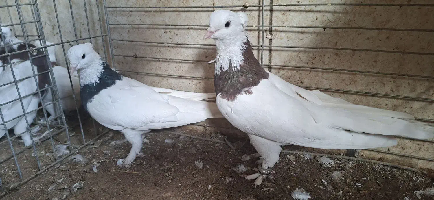 طوقی|پرنده|اشکذر, |دیوار