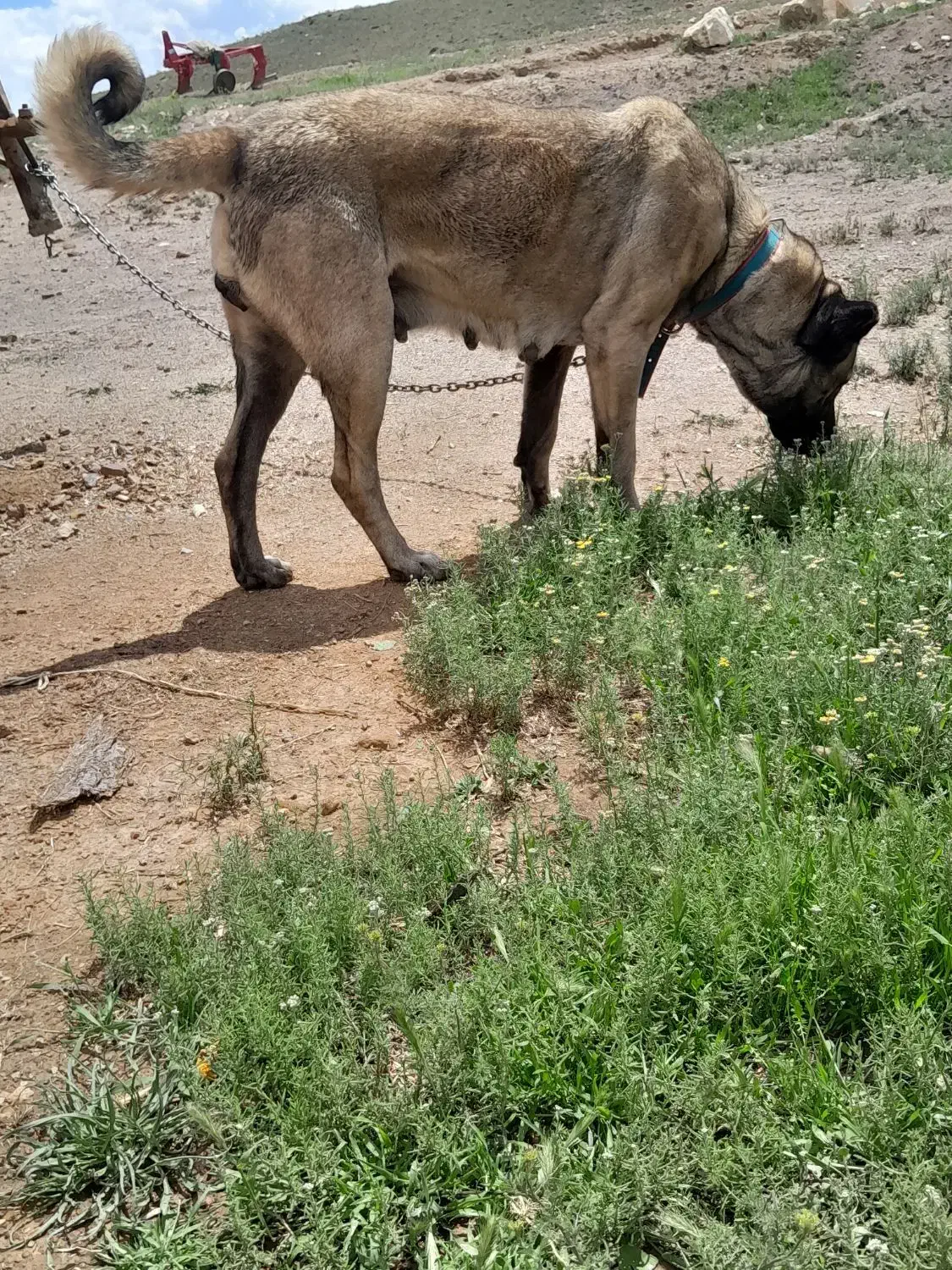 سگ ماده سرابی شکم طلا به شرط|سگ|اردبیل, |دیوار