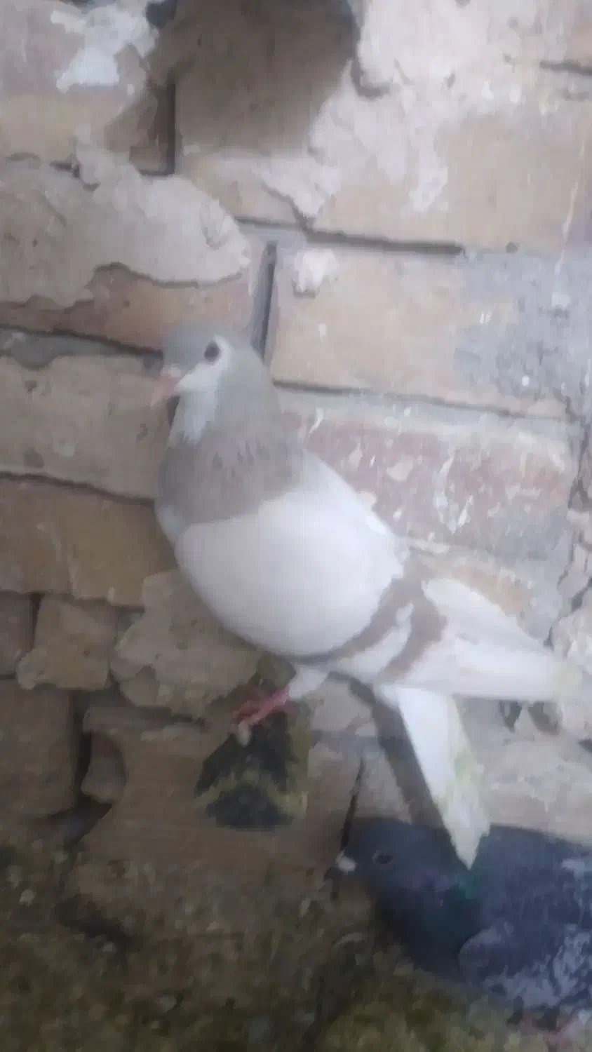 کبوتر ساده|پرنده|فیروزه, |دیوار