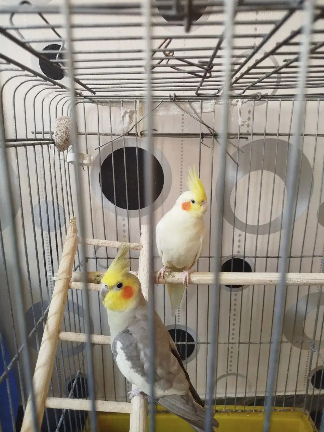 عروس هلندی آهویی|پرنده|تهران, مشیریه|دیوار