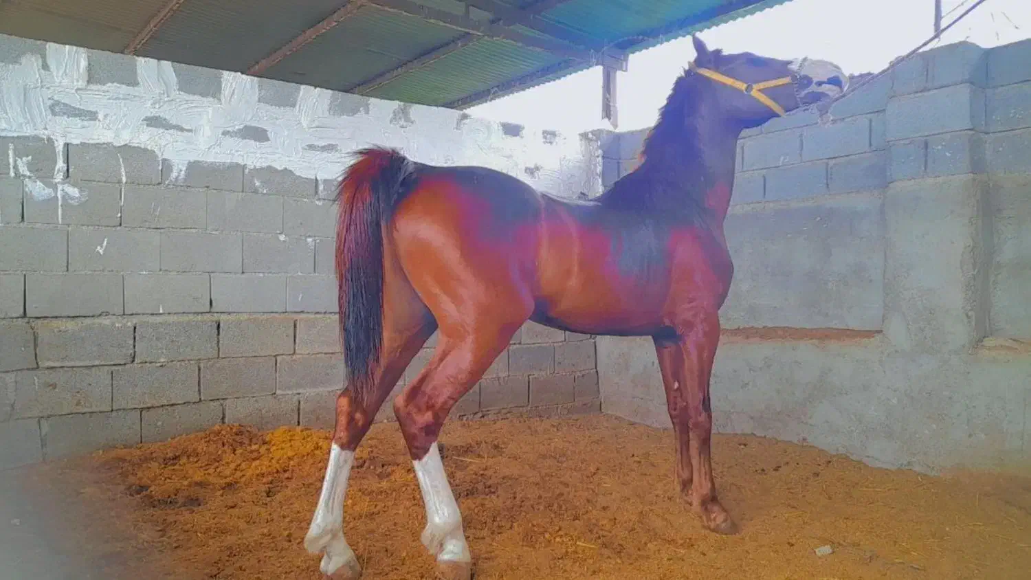 فروش نریان درجه یک با شجره|اسب و تجهیزات اسب‌سواری|نورآباد ممسنی, |دیوار