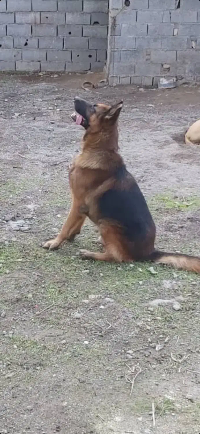 سگ ژرمن شیپرد نر|سگ|آمل, |دیوار