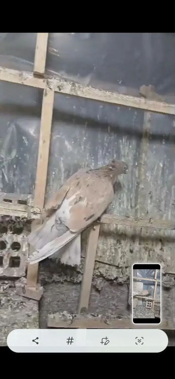 کبوتر.چاپی|پرنده|تهران, تهرانسر شمالی|دیوار