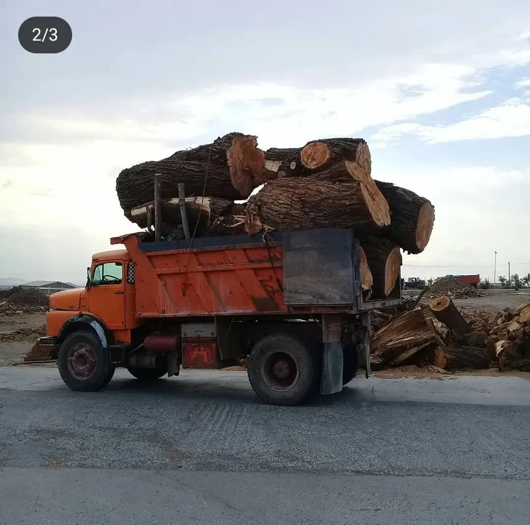 خرید انواع درخت به قیمت مناسب|خدمات باغبانی و درختکاری|سراب, |دیوار