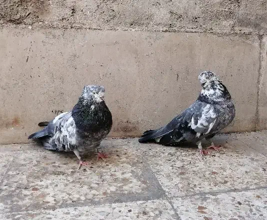 3 تا نوک ریز|پرنده|تهران, جمهوری|دیوار