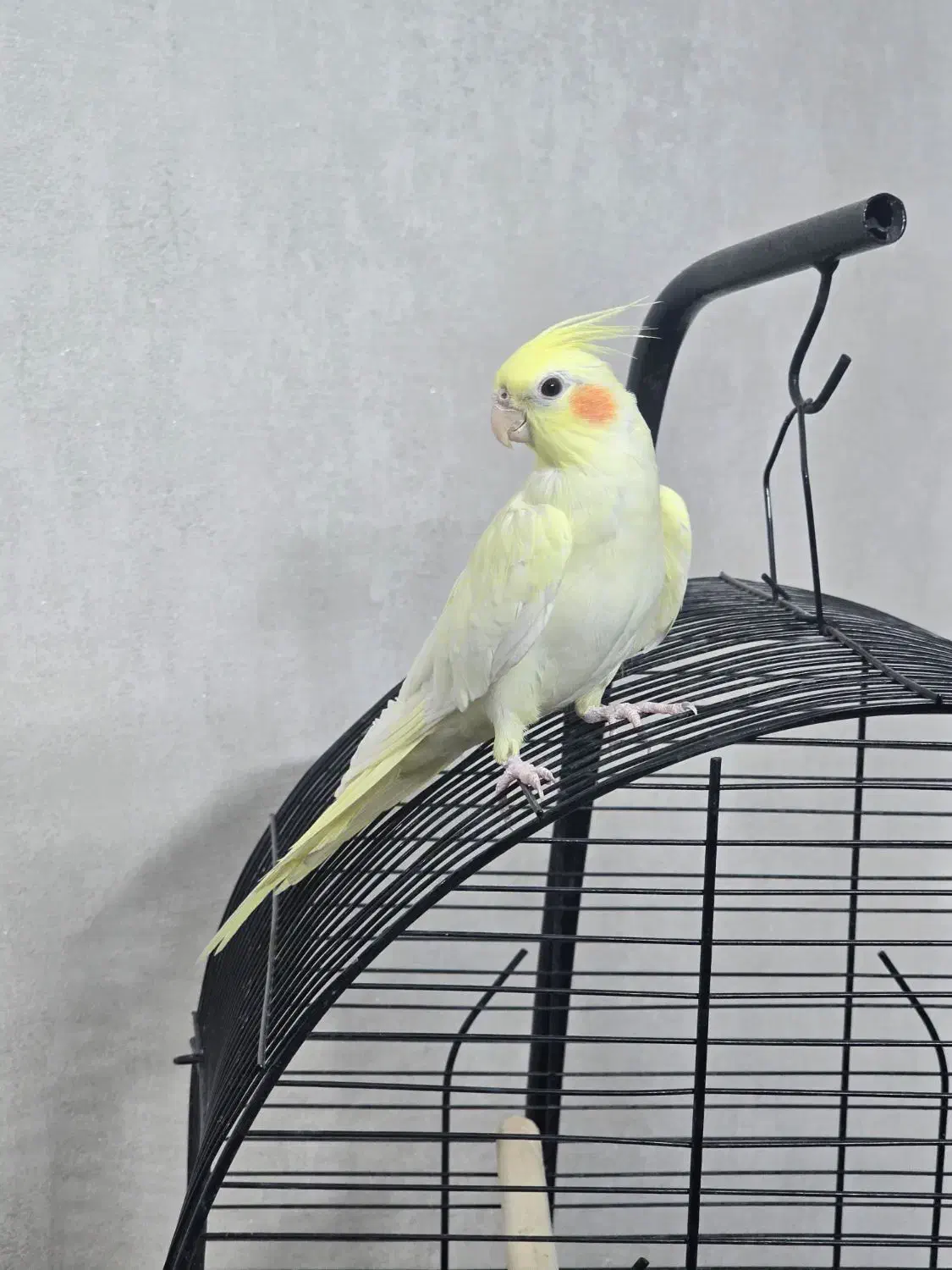 عروس هلندی|پرنده|قم, انسجام|دیوار