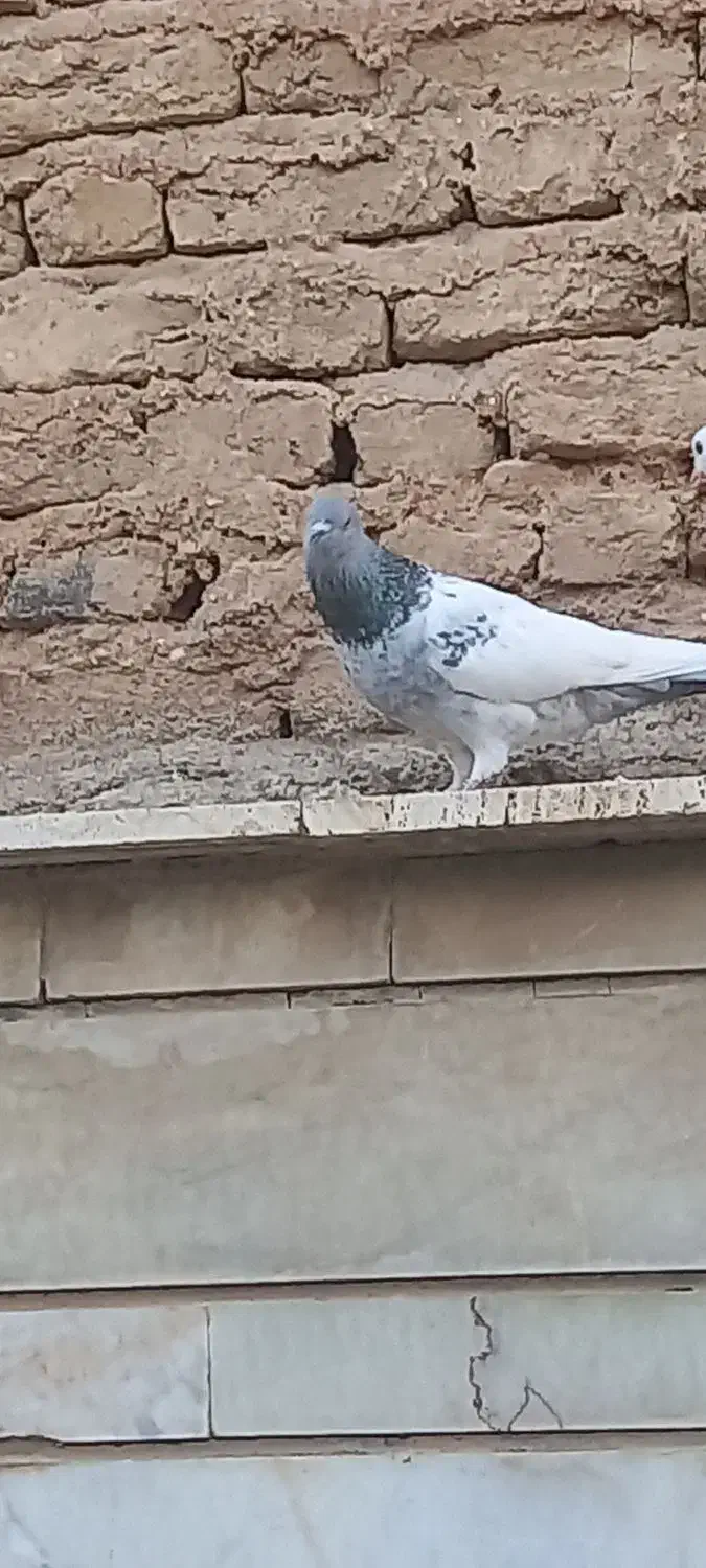 سینه سبز|پرنده|شیراز, تندگویان|دیوار