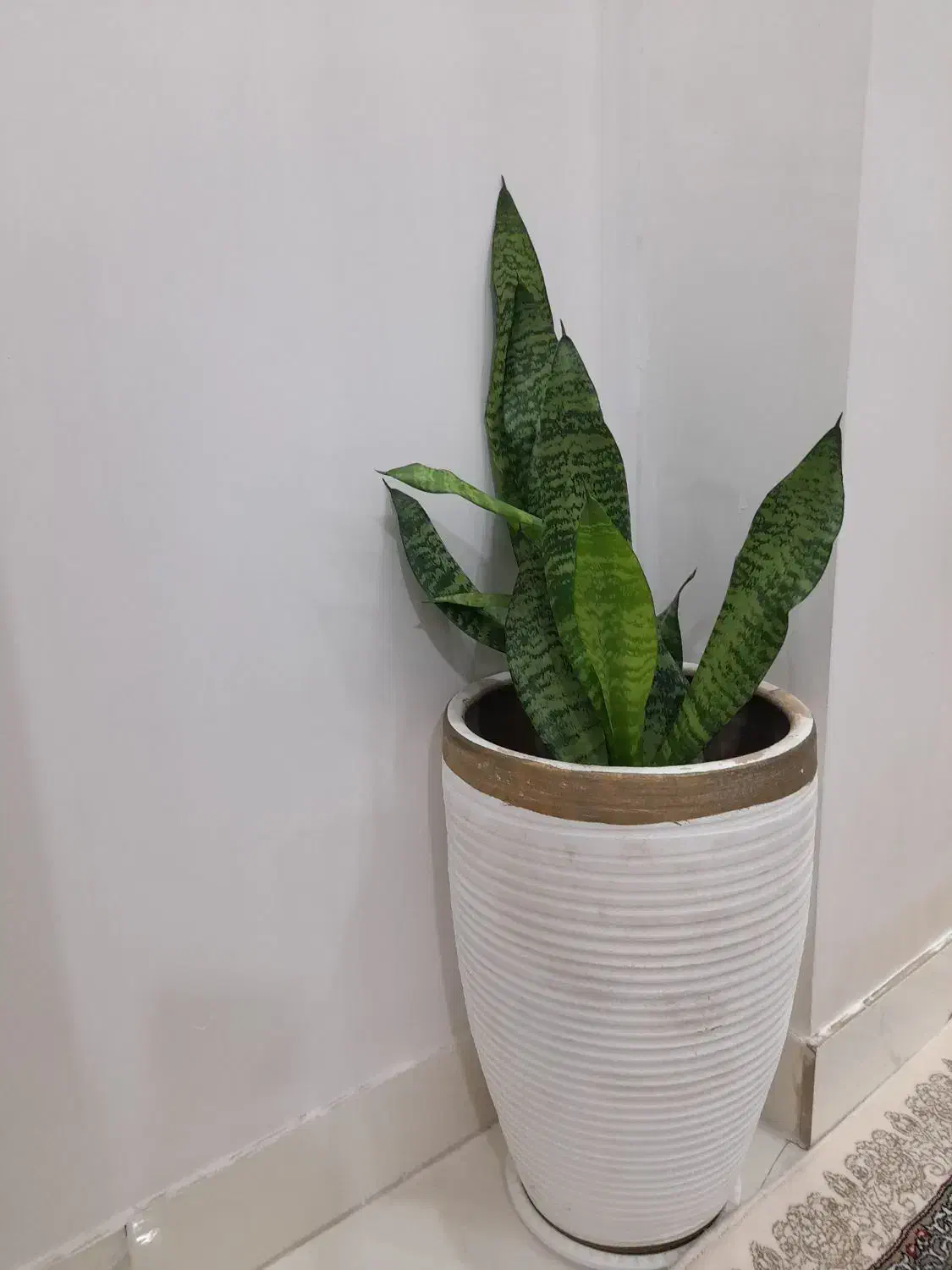 گل و گلدان|گل و گیاه طبیعی|کنگاور, |دیوار