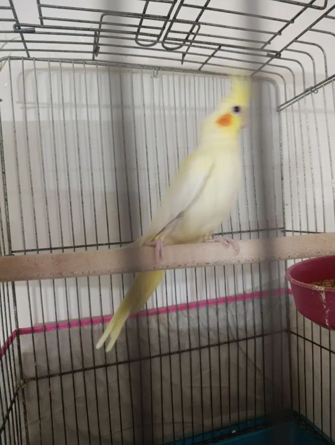 عروس هلندی|پرنده|کاشان, آیت الله سعیدی|دیوار