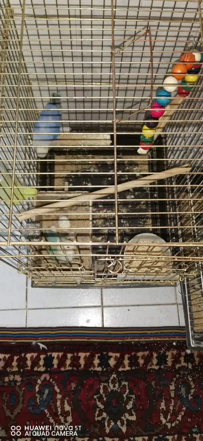 کوتوله برزیلی|پرنده|اصفهان, گلزار|دیوار