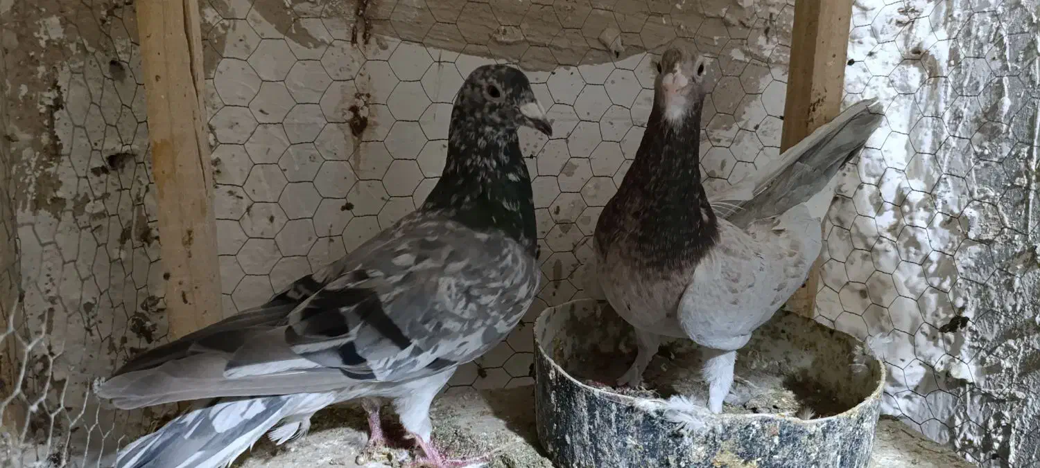 نر و ماده سار قزوینی‌جفتگاه۳تومن|پرنده|تربت‌حیدریه, مظفریه|دیوار