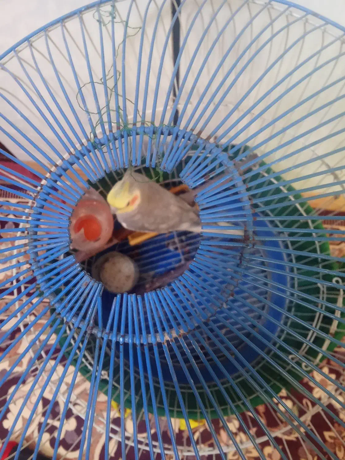 یک عروس هلندی دست آموز نر|پرنده|میاندوآب, |دیوار