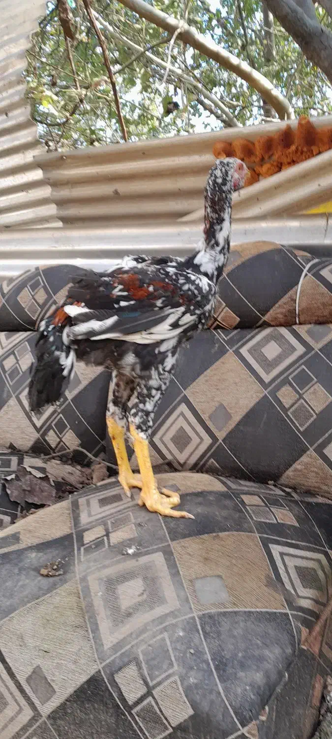 جوجه لاری ۴ماهه|حیوانات مزرعه|رشت, حومه رشت|دیوار