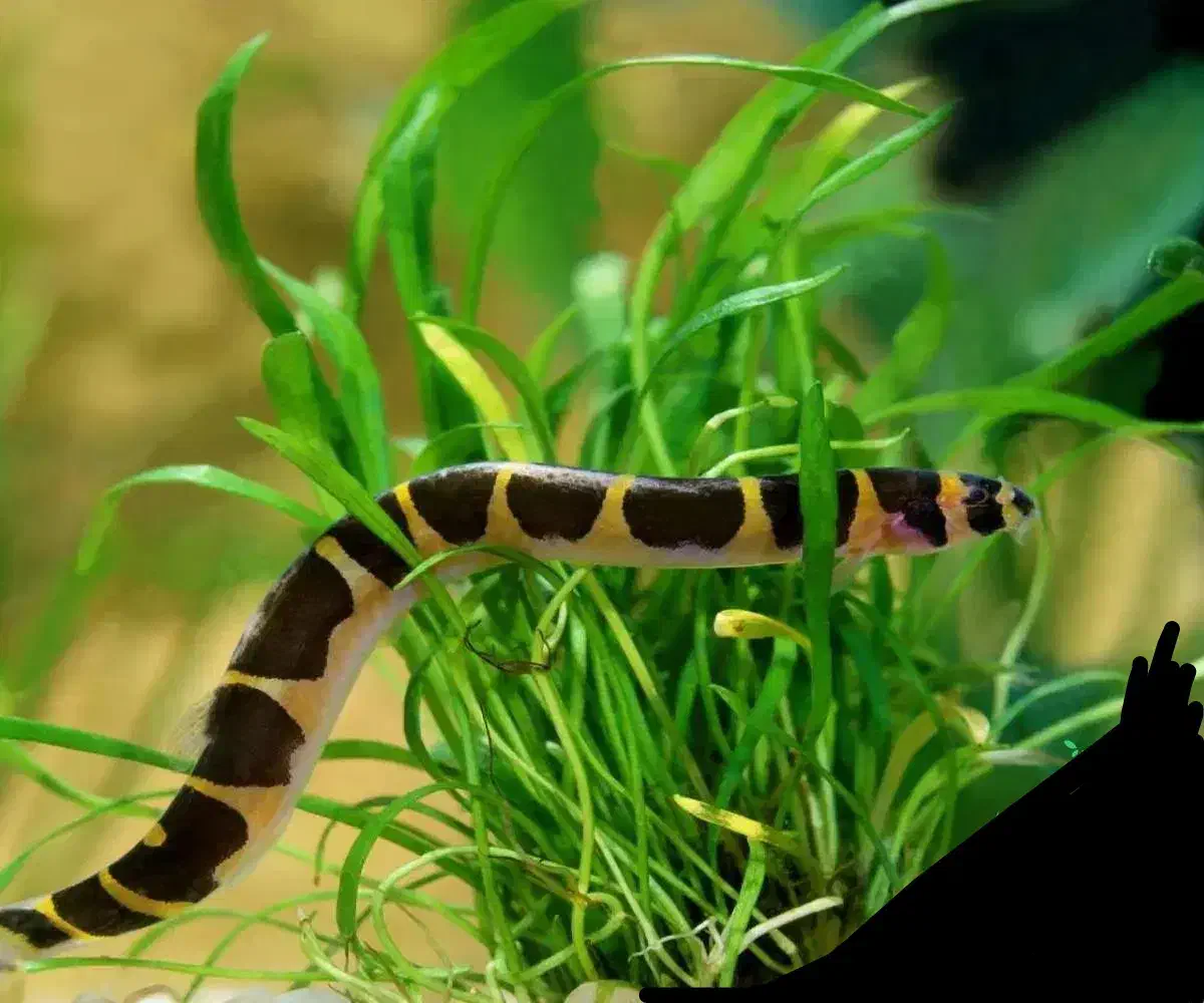 لوچ نواری|ماهی|کرمانشاه, |دیوار