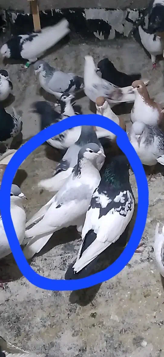 کبوتر|حیوانات|بجنورد, |دیوار