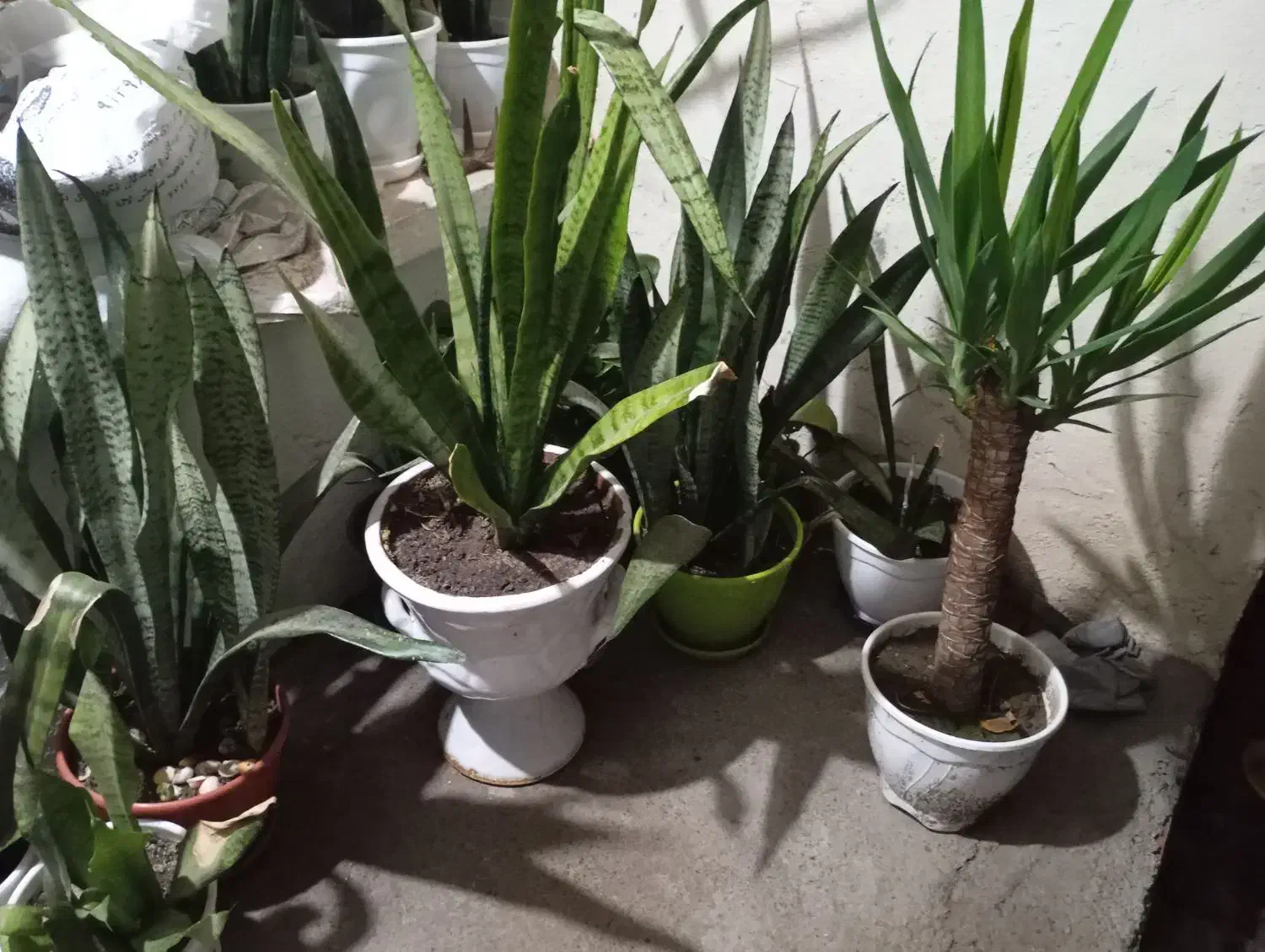 گل یوکا و گل سانسوریا|گل و گیاه طبیعی|بابلسر, |دیوار