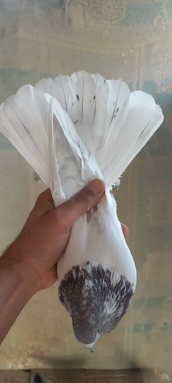 کفتر تهرانی نر و ماده کله ای پرشی|پرنده|برخوار, |دیوار