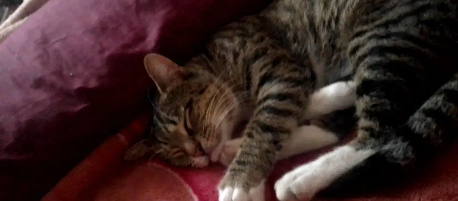 گربه گمشده|حیوانات|بندر انزلی, طالب آباد|دیوار