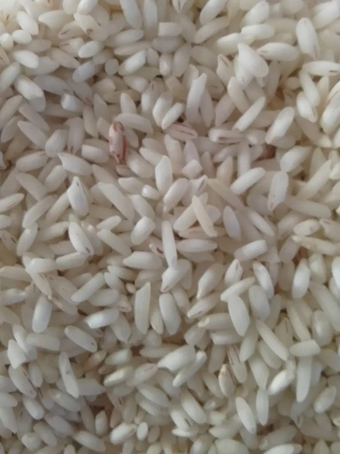 برنج هاشمی قلوه دار با عطر پخت خوب عالی|خوردنی و آشامیدنی|رشت, حافظ آباد|دیوار